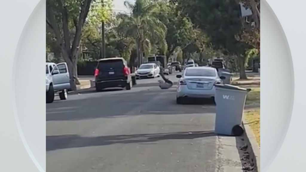 Federal immigration vehicle hits pedestrian in Woodland, police say — CBS Bay Area (KPIX), Venice Health news