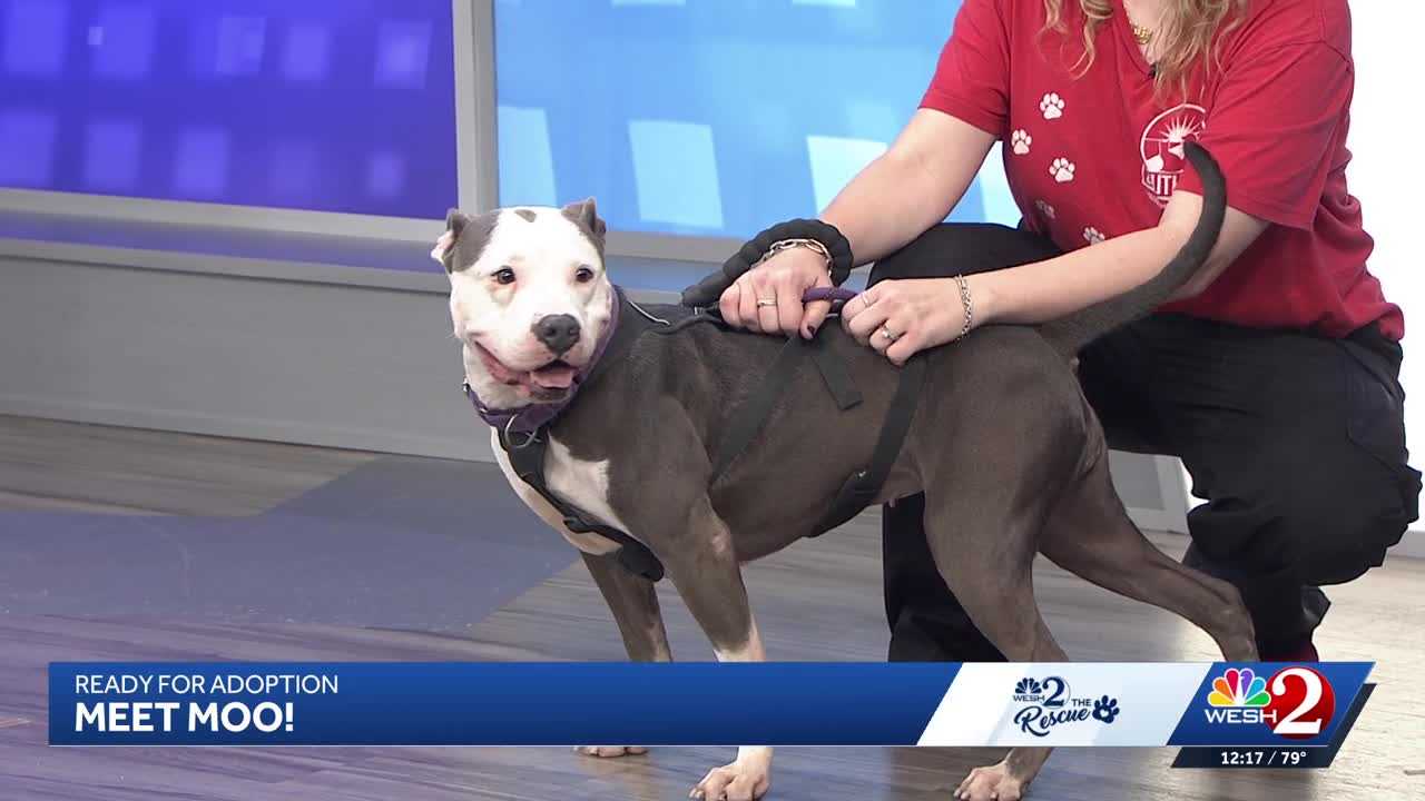 Moo at Southeast Volusia Humane Society is looking for a home — WESH 2 Orlando, Venice Community news