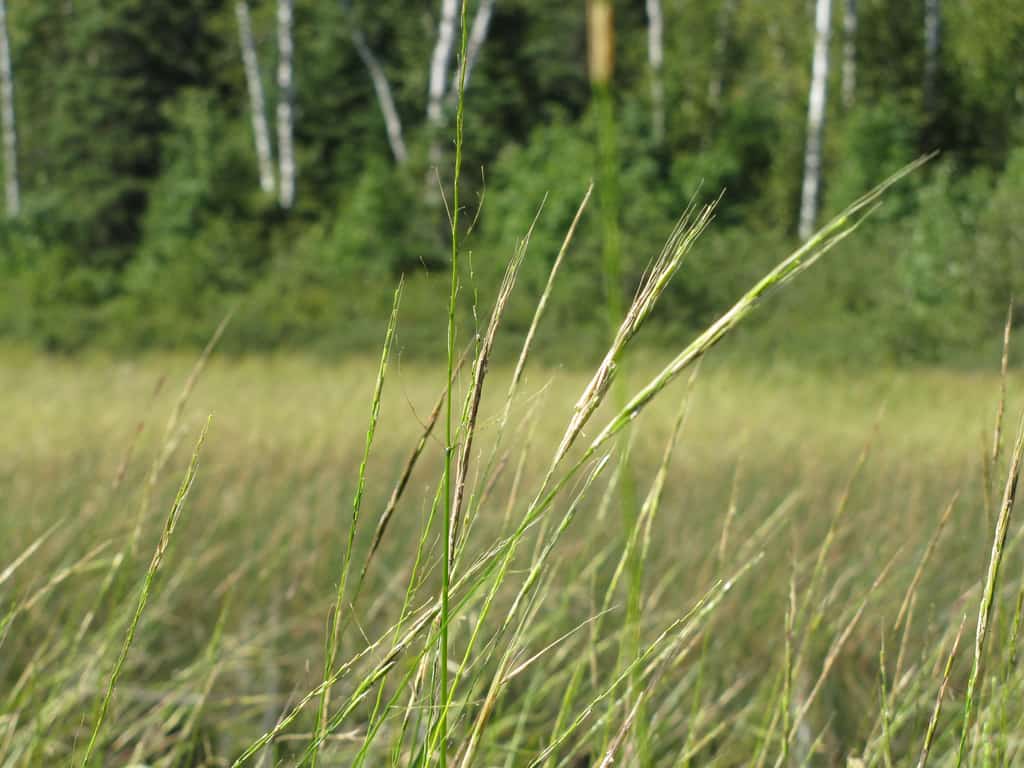 Minnesota DNR seeks public input on landscape-level plans for WMAs, AMAs — KFGO, Venice Community news