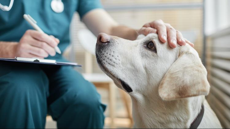 Certain pet medications recalled due to inconsistencies in potency — WTSP Business Tampa Bay
