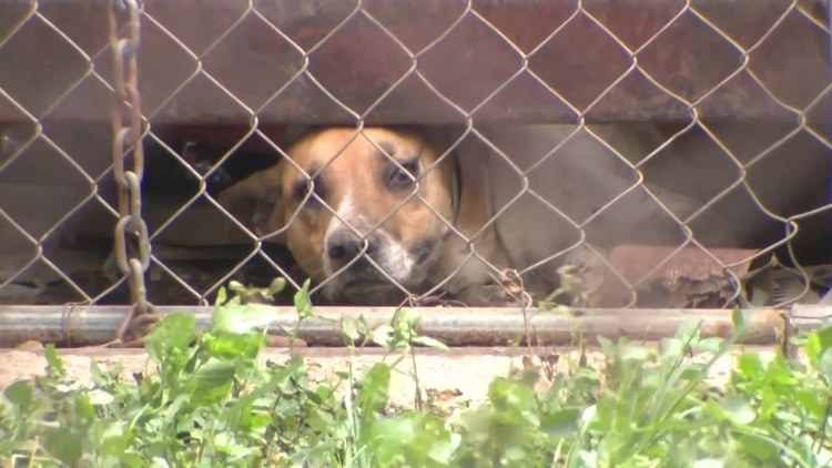 Animal Care Services seizes more than a dozen dogs in 'deplorable' conditions at east-side home — KENS 5 (San Antonio), Venice Community news