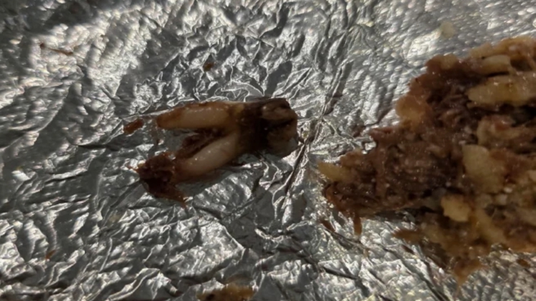 Texas customer sues after she found cow tooth in taco at fast-casual chain — WTSP Food Tampa Bay, Venice Dining news