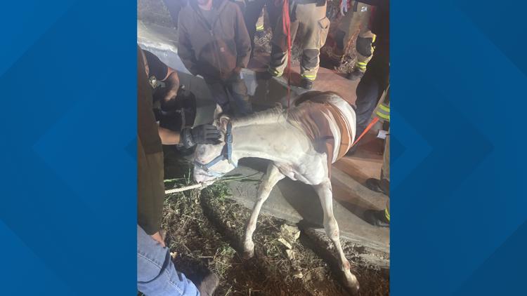 Plano firefighters rescue horse trapped in drainage ditch after escaping near Highway 121 — WFAA (Dallas-Fort Worth), Venice Community news