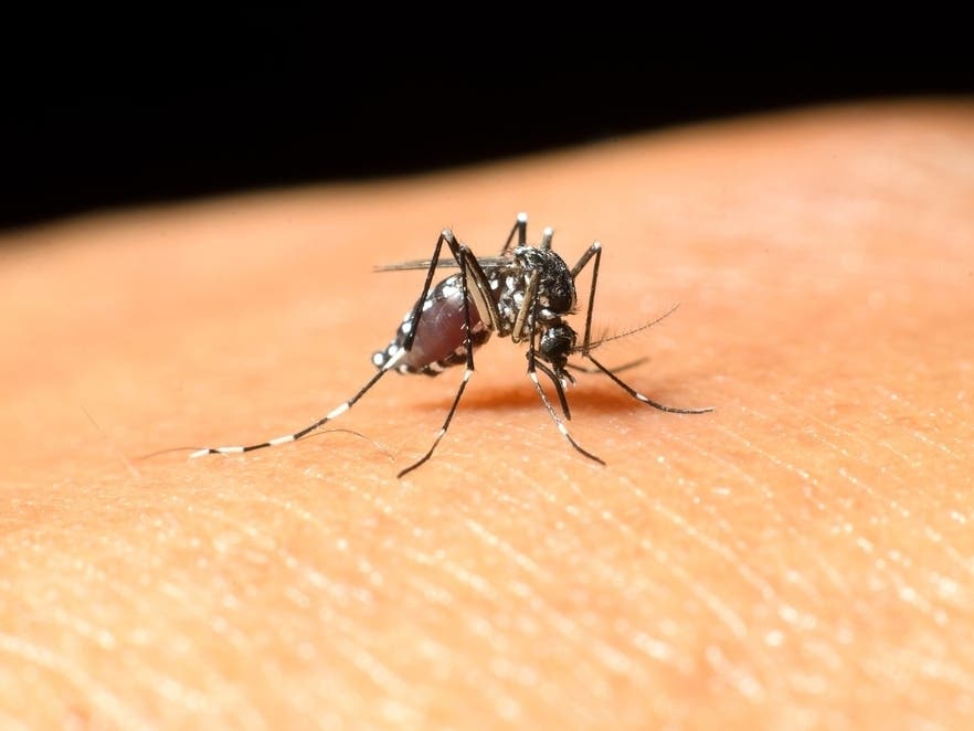Locally Acquired West Nile Virus Case Reported In Sarasota County: FL Health Officials โ Sarasota Patch, Venice Health news