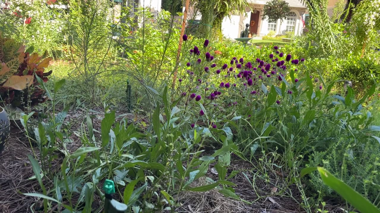 Tampa offers homeowners up to $3,000 in rebates to replace grass with native plants: Here's how to cash in — FOX 13 Tampa Bay News, Venice Community news