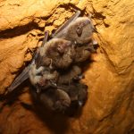 Wisconsin Has 20,000 Bats — Urban Milwaukee, Venice Real Estate news